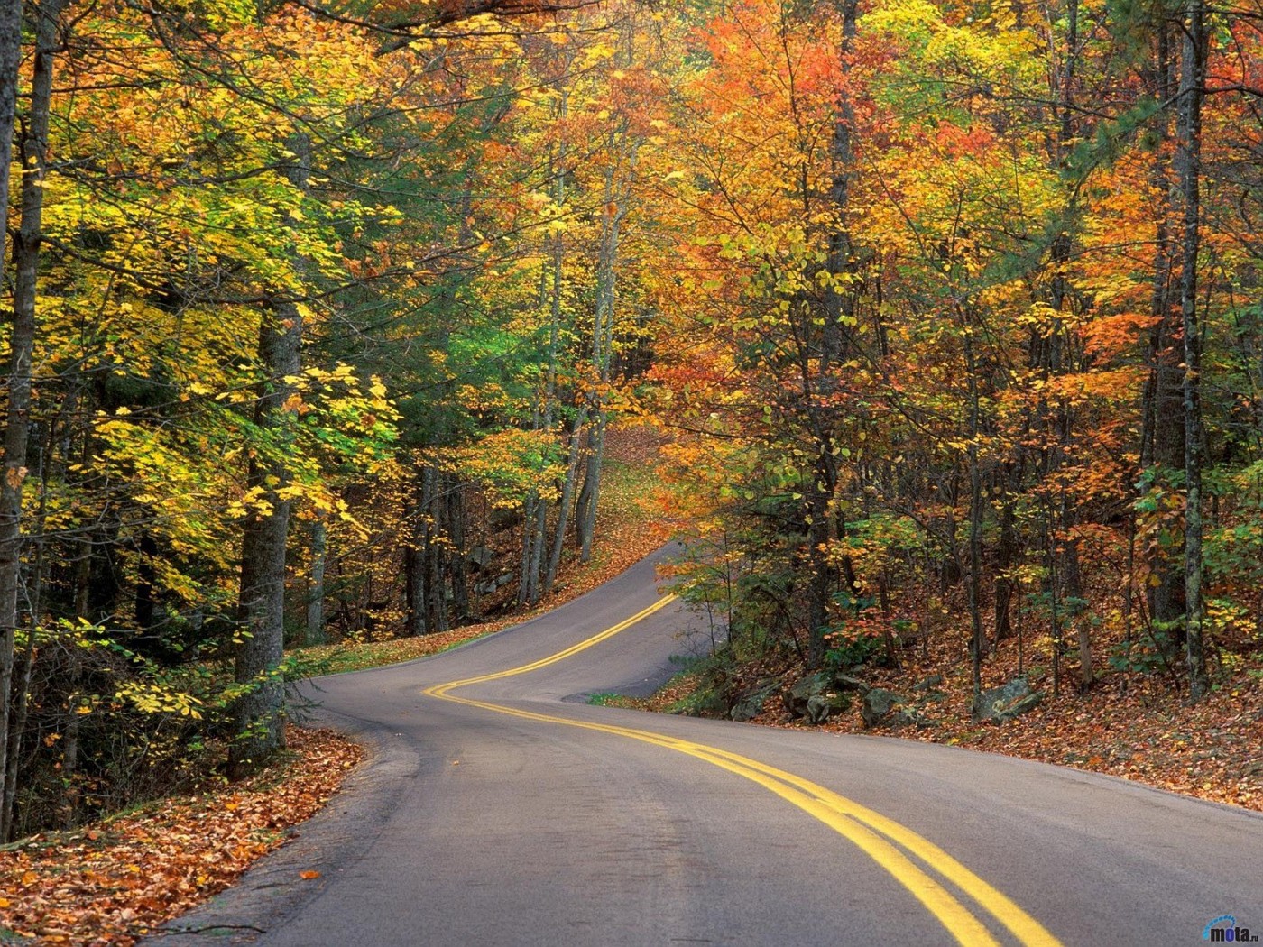 y_Autumn_Road_Forest_2560x1920-vi.jpg