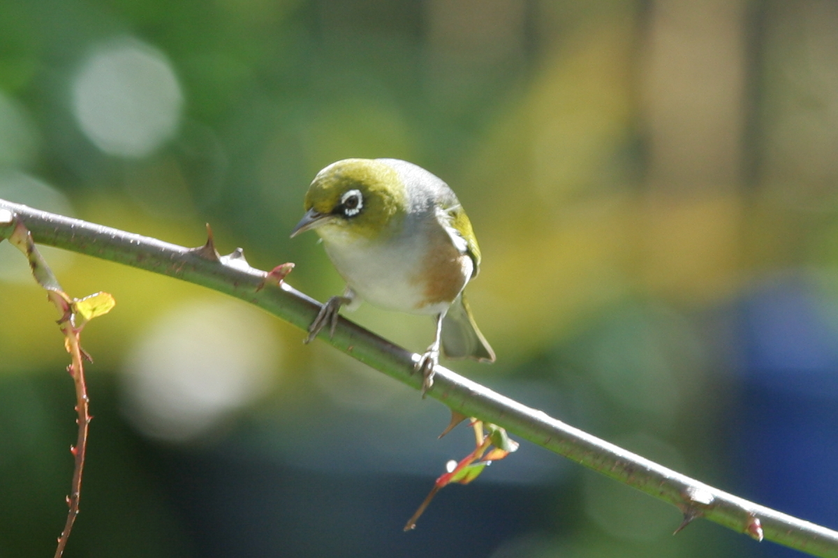 Silvereye