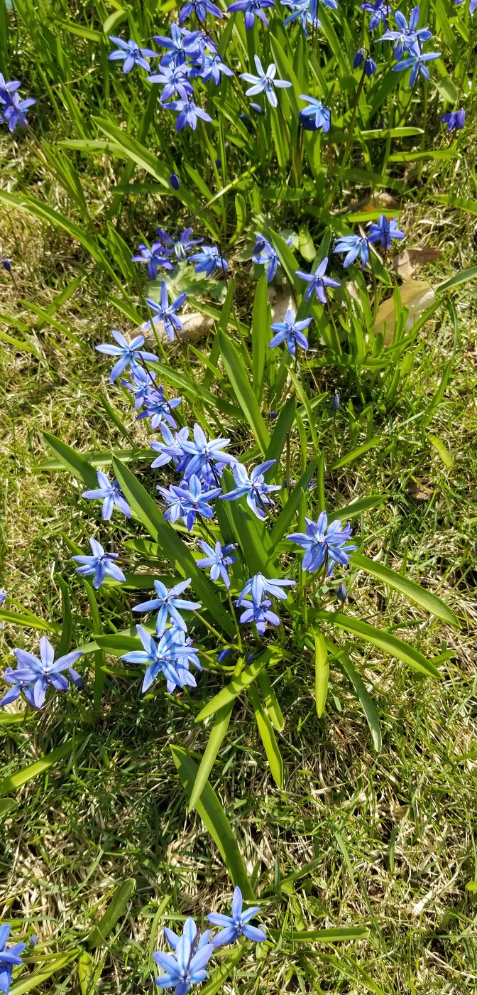 Scilla