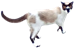 emoticon