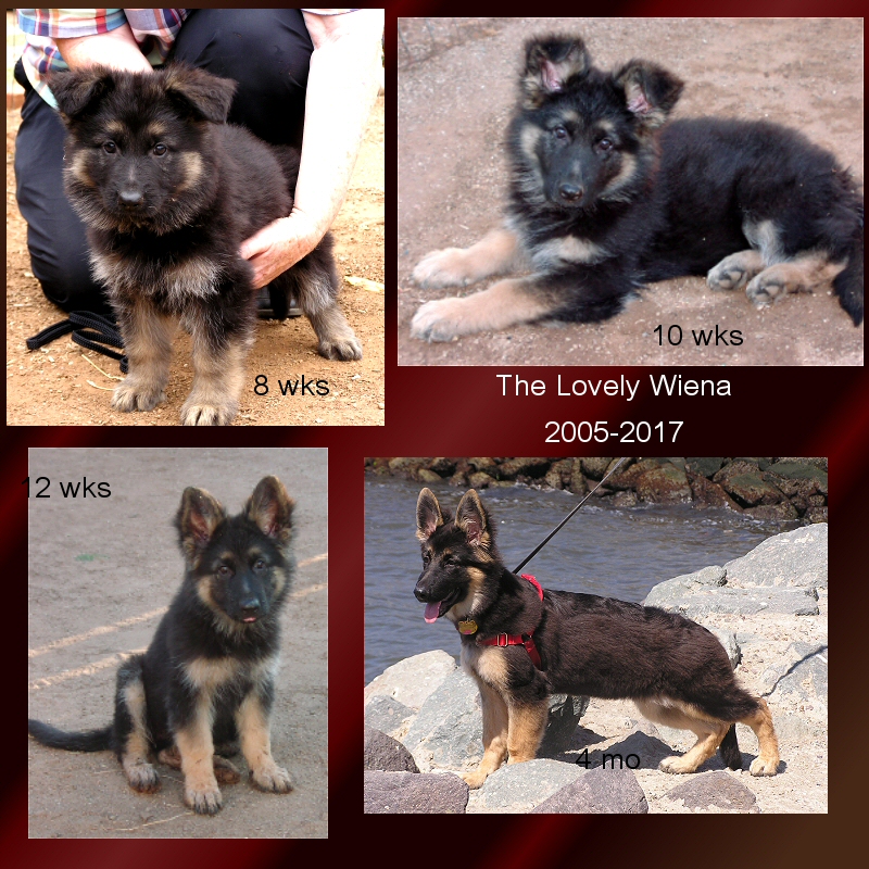 German shepherd puppy to sales adulthood